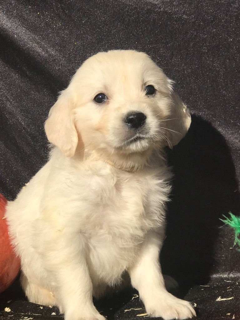 of caniland's dream - Chiots disponibles - Golden Retriever