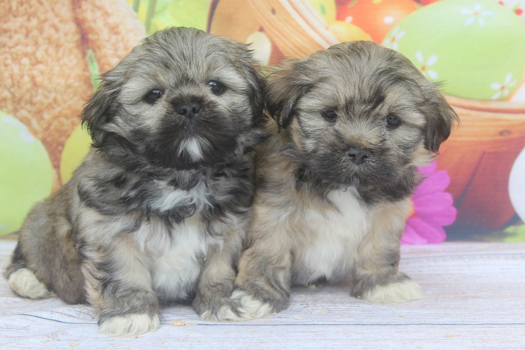 Chiot Lhassa Apso of caniland's dream