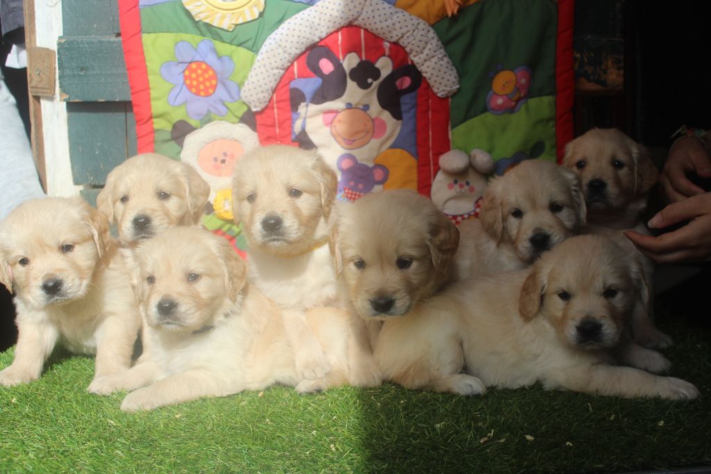 Chiot Golden Retriever of caniland's dream