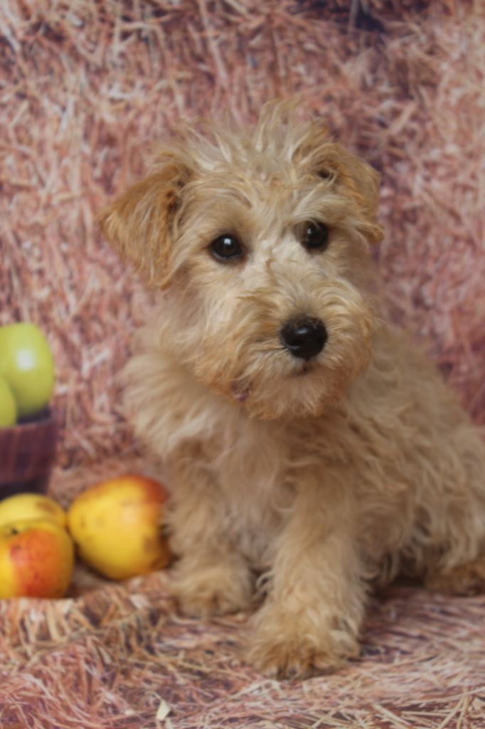 of caniland's dream - Chiots disponibles - Lakeland Terrier