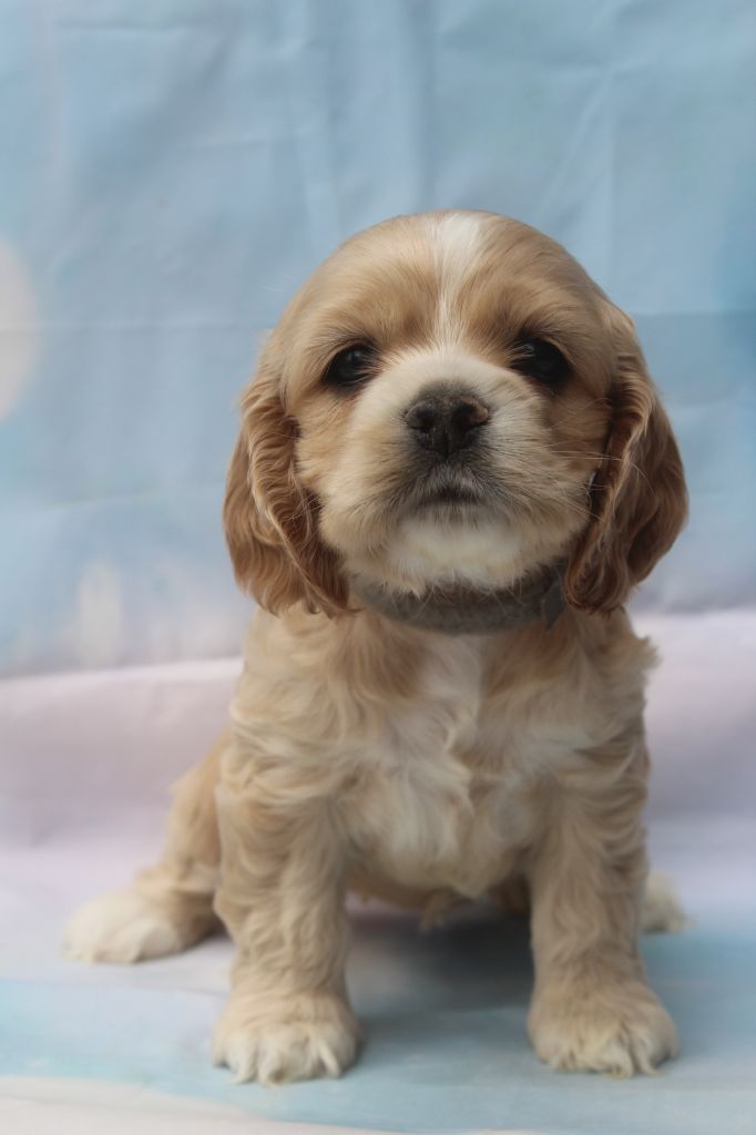 of caniland's dream - Chiots disponibles - American Cocker Spaniel