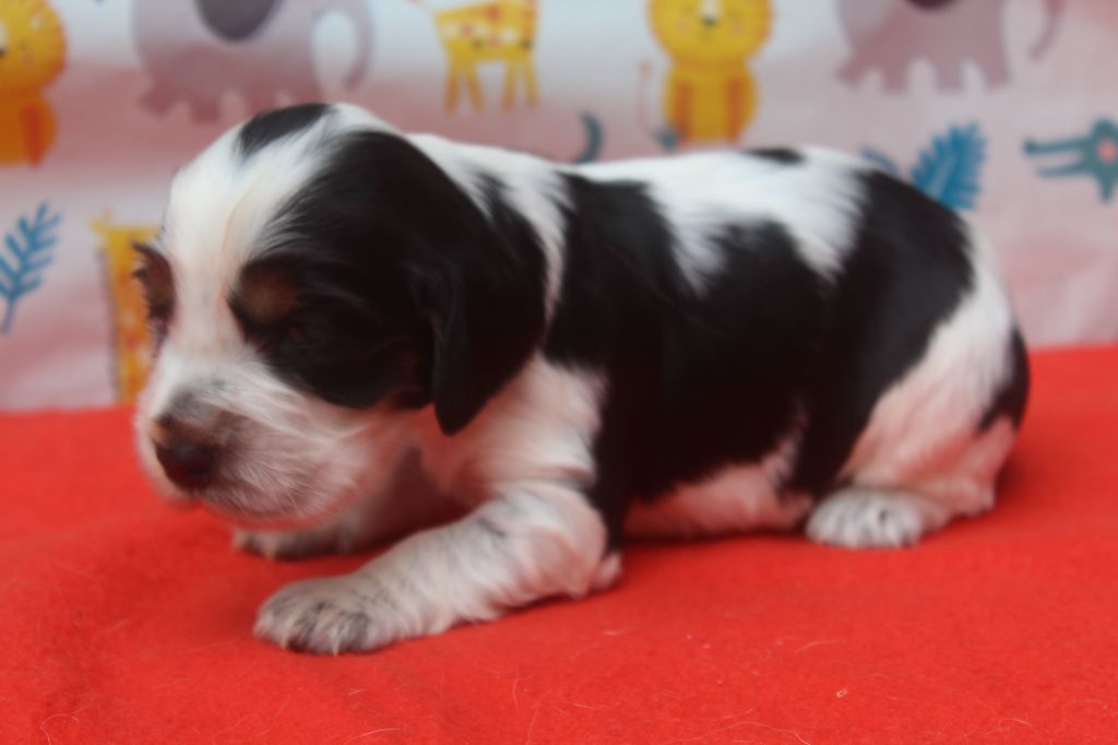 of caniland's dream - Chiots disponibles - Cocker Spaniel Anglais