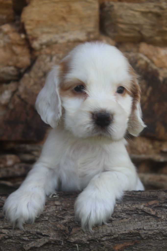 of caniland's dream - Chiots disponibles - Cocker Spaniel Anglais