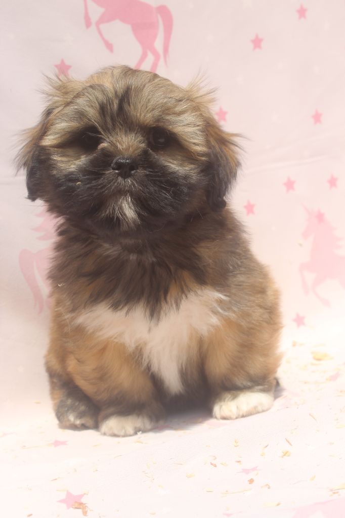 of caniland's dream - Chiots disponibles - Lhassa Apso