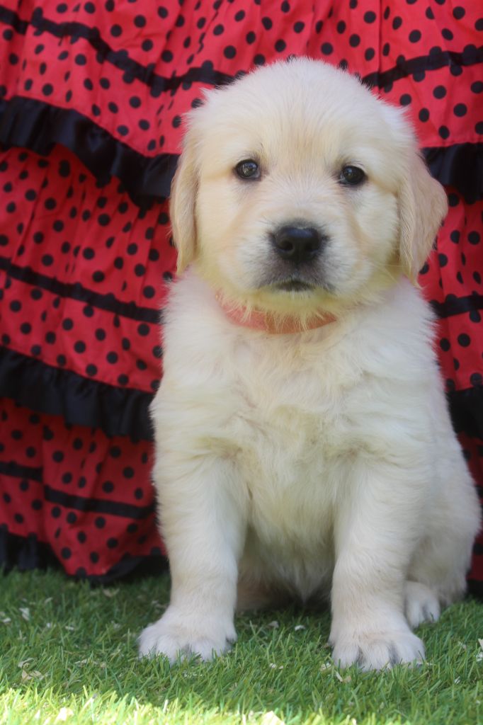 of caniland's dream - Chiots disponibles - Golden Retriever