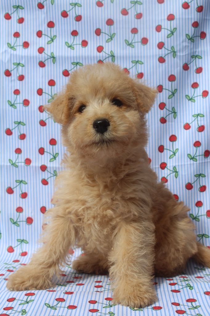 of caniland's dream - Chiots disponibles - Lakeland Terrier