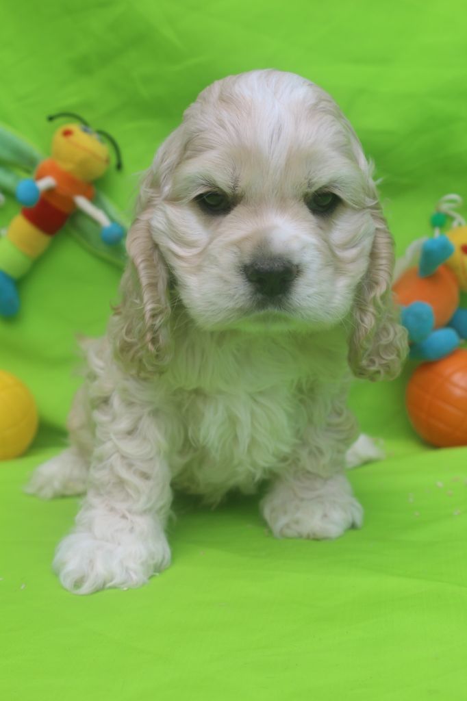 of caniland's dream - Chiots disponibles - American Cocker Spaniel