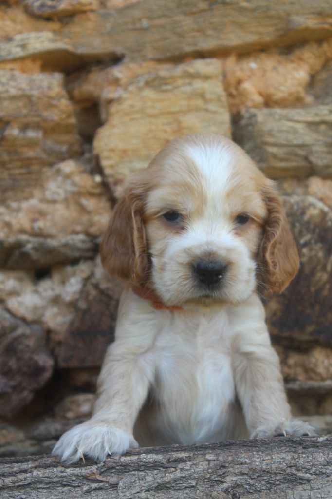 of caniland's dream - Chiots disponibles - Cocker Spaniel Anglais