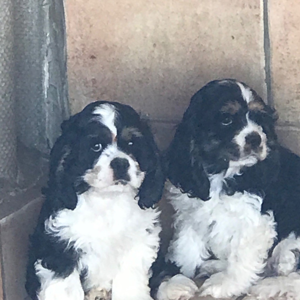 of caniland's dream - Chiots disponibles - American Cocker Spaniel