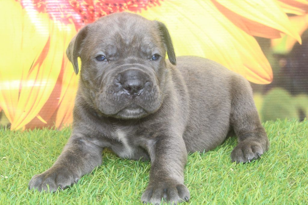of caniland's dream - Chiots disponibles - Cane Corso