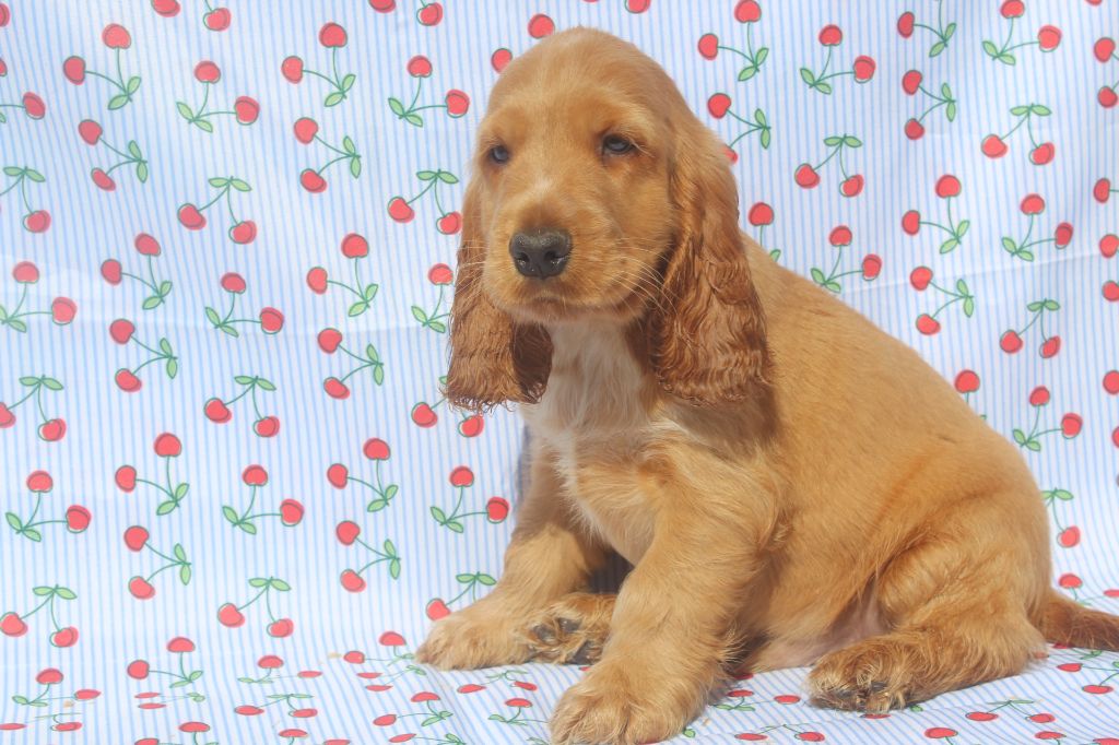 of caniland's dream - Chiots disponibles - Cocker Spaniel Anglais