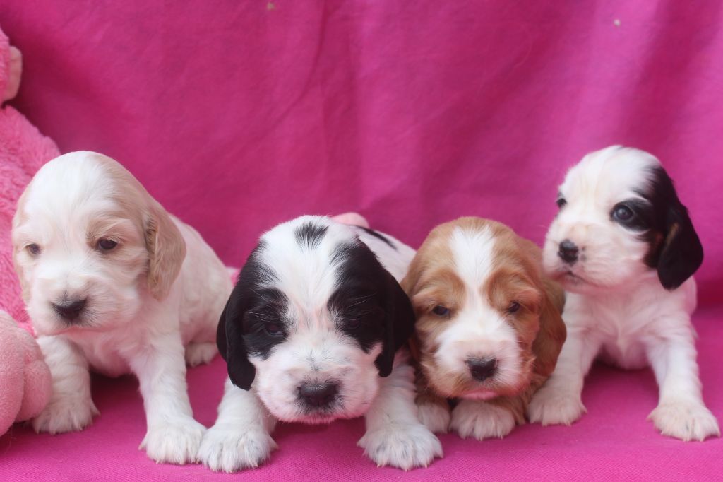 Chiot Cocker Spaniel Anglais of caniland's dream