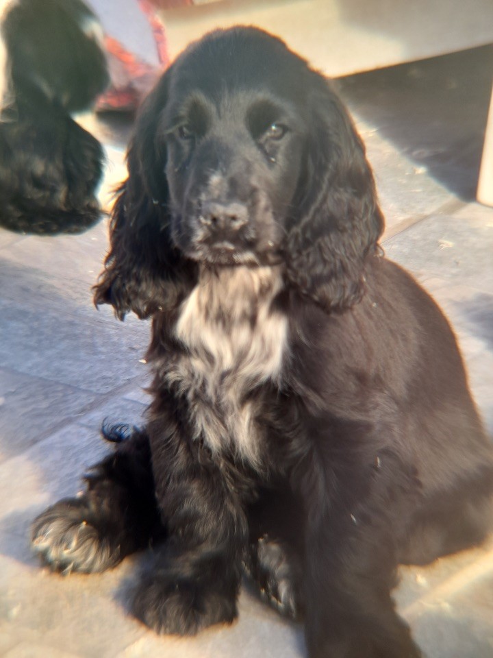 of caniland's dream - Chiots disponibles - Cocker Spaniel Anglais