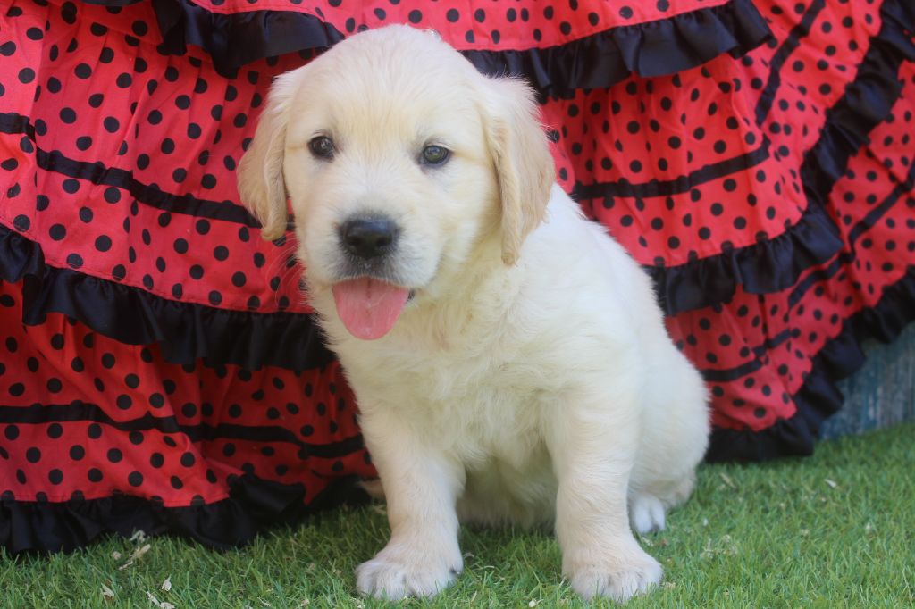 of caniland's dream - Chiots disponibles - Golden Retriever