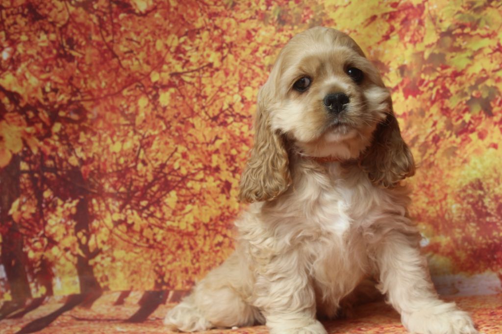 of caniland's dream - Chiots disponibles - American Cocker Spaniel