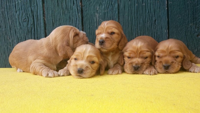 Chiot Cocker Spaniel Anglais of caniland's dream