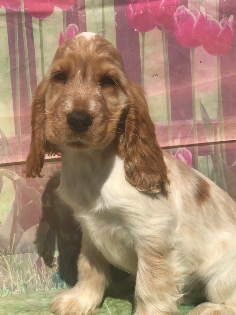 of caniland's dream - Chiots disponibles - Cocker Spaniel Anglais
