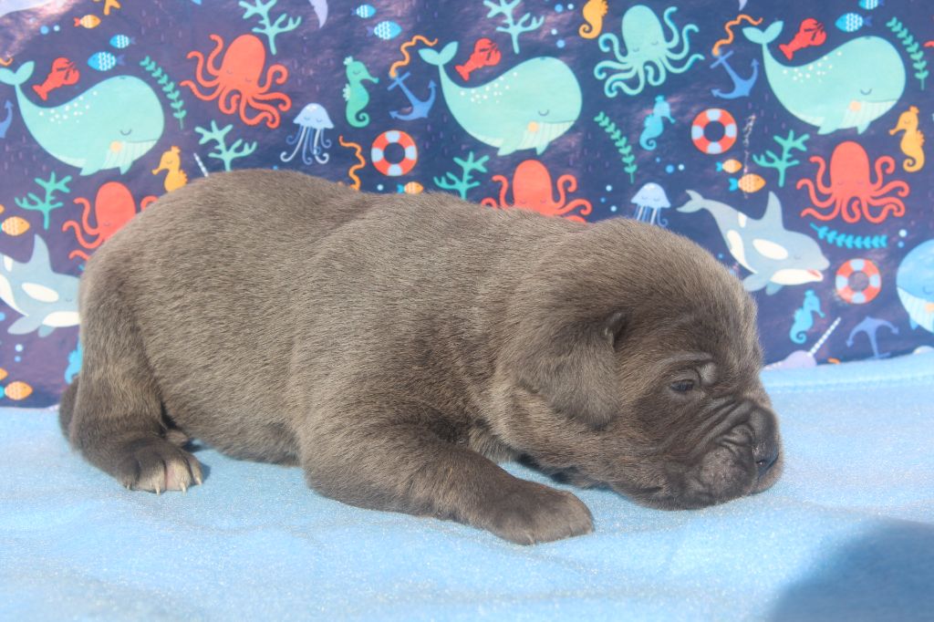 of caniland's dream - Chiots disponibles - Cane Corso