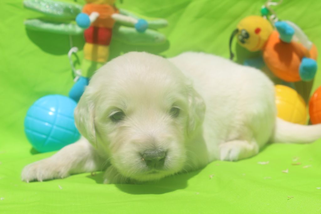 of caniland's dream - Chiots disponibles - Golden Retriever