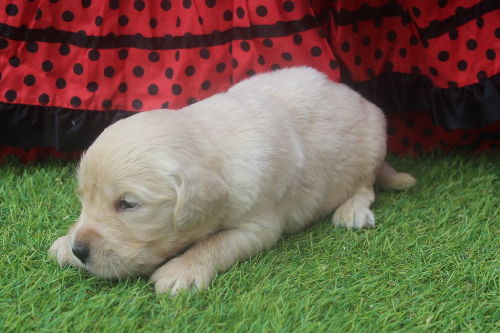 of caniland's dream - Chiots disponibles - Golden Retriever