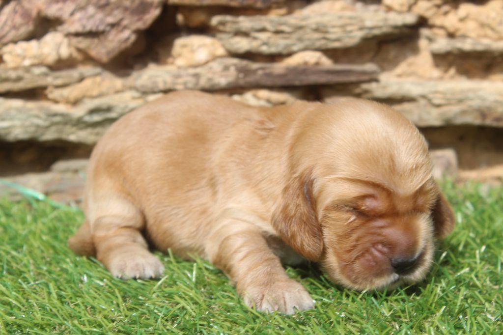 of caniland's dream - Chiots disponibles - Cocker Spaniel Anglais