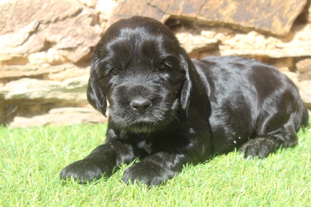 of caniland's dream - Chiots disponibles - Cocker Spaniel Anglais