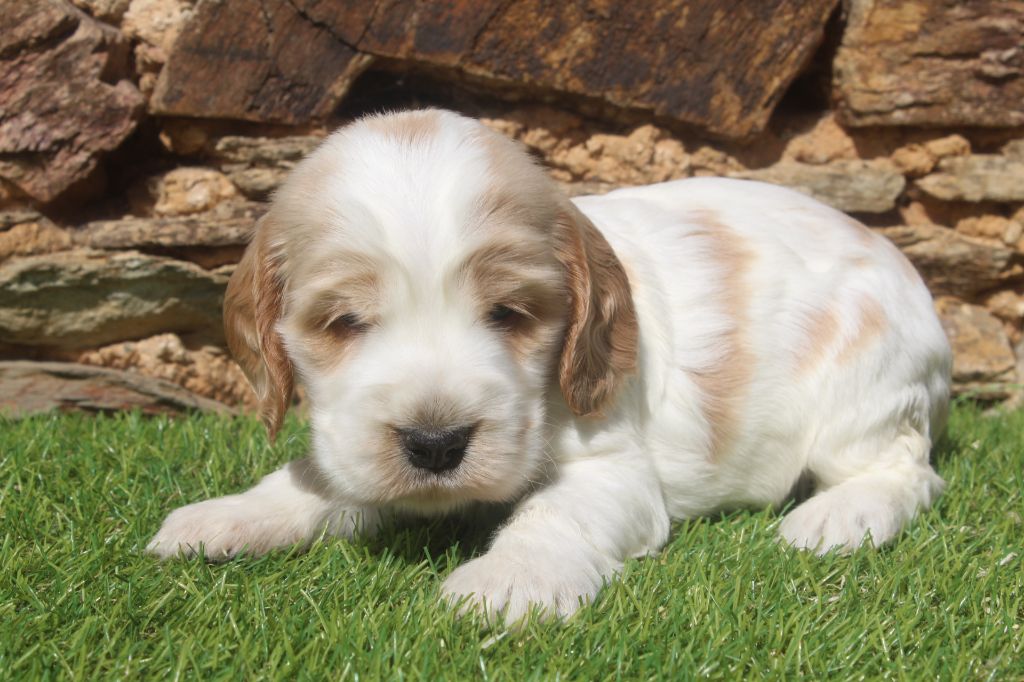 of caniland's dream - Chiots disponibles - Cocker Spaniel Anglais