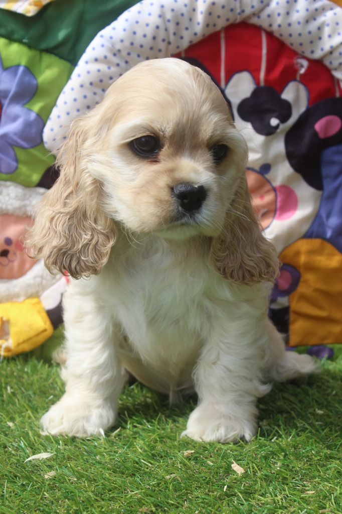 of caniland's dream - Chiots disponibles - American Cocker Spaniel