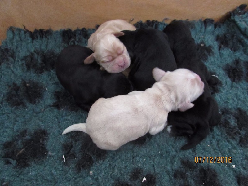Chiot American Cocker Spaniel of caniland's dream