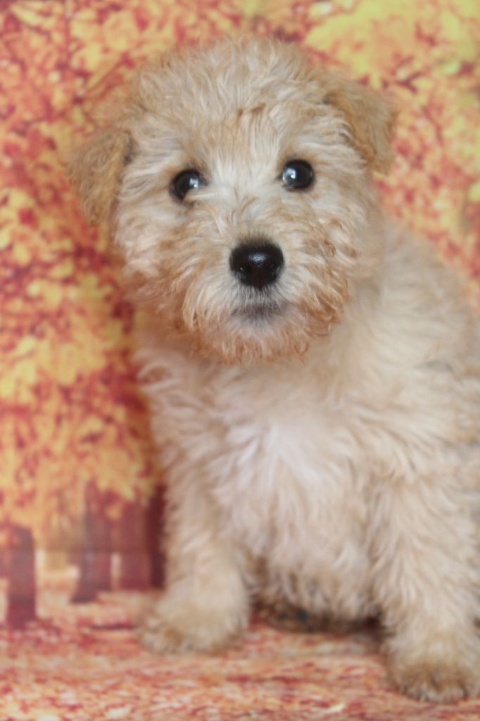 of caniland's dream - Chiots disponibles - Lakeland Terrier