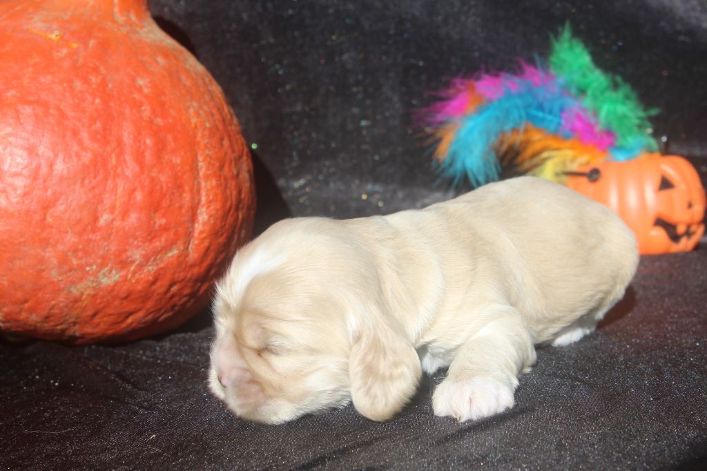 of caniland's dream - Chiots disponibles - American Cocker Spaniel