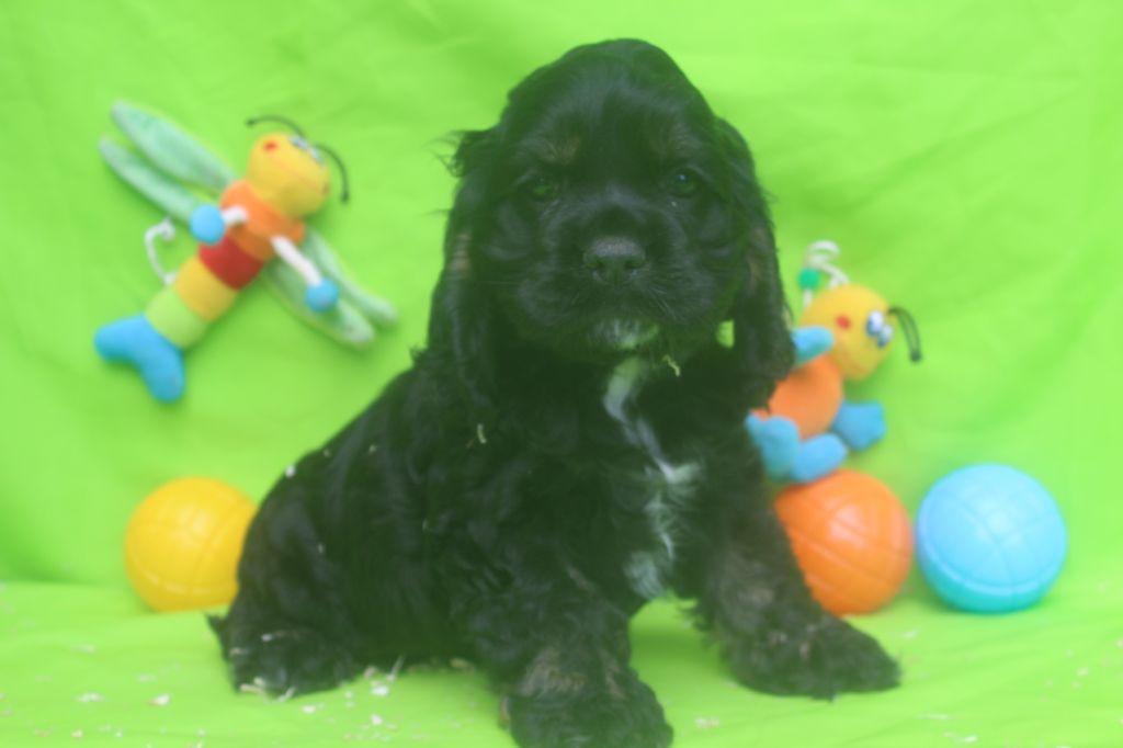 of caniland's dream - Chiots disponibles - American Cocker Spaniel