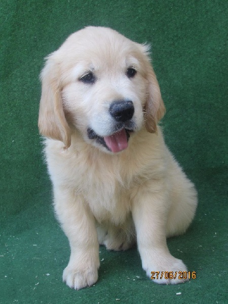 Chiot Golden Retriever of caniland's dream