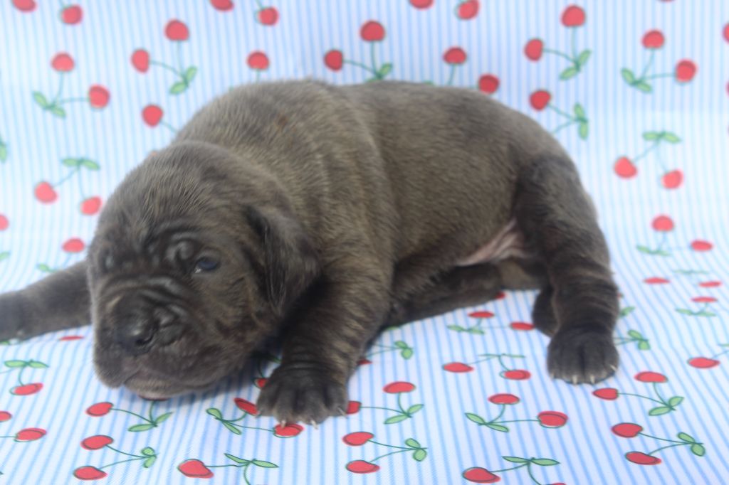 of caniland's dream - Chiots disponibles - Cane Corso
