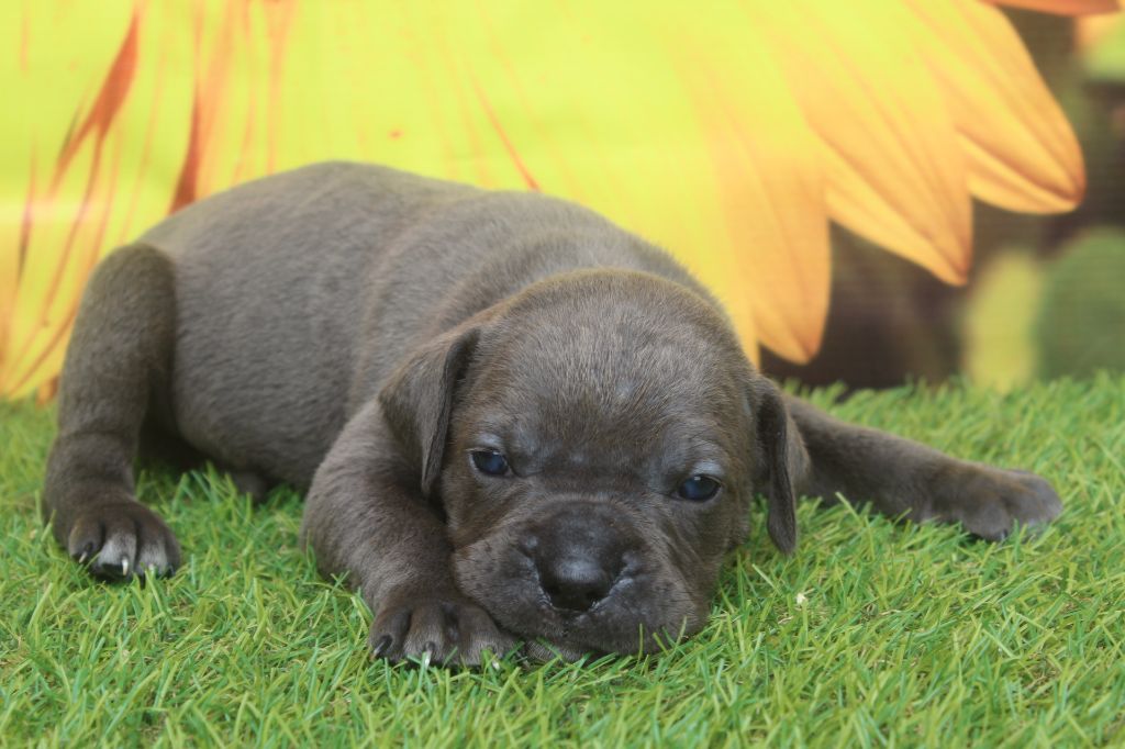 of caniland's dream - Chiots disponibles - Cane Corso