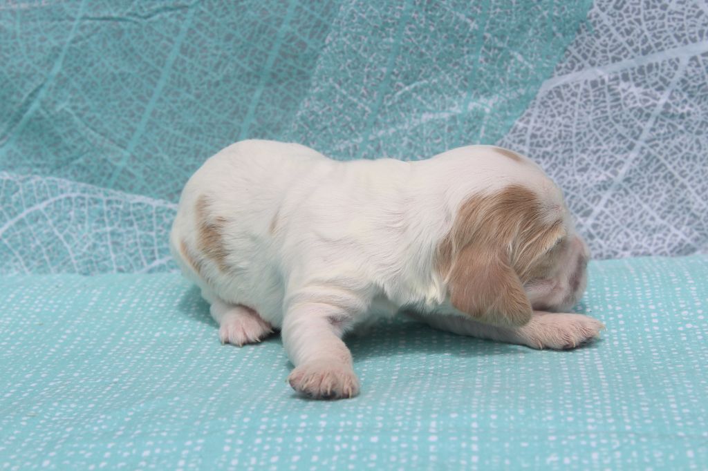 of caniland's dream - Chiots disponibles - Cocker Spaniel Anglais