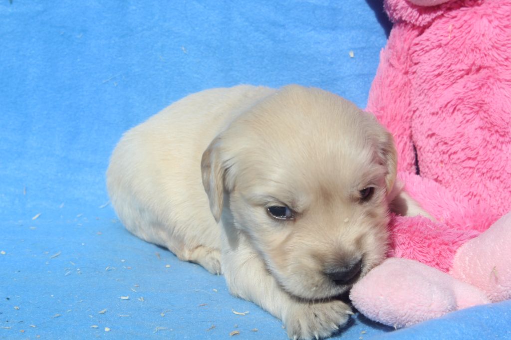 of caniland's dream - Chiots disponibles - Golden Retriever