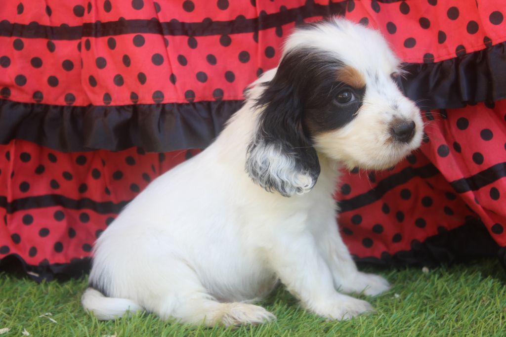 of caniland's dream - Chiots disponibles - Cocker Spaniel Anglais