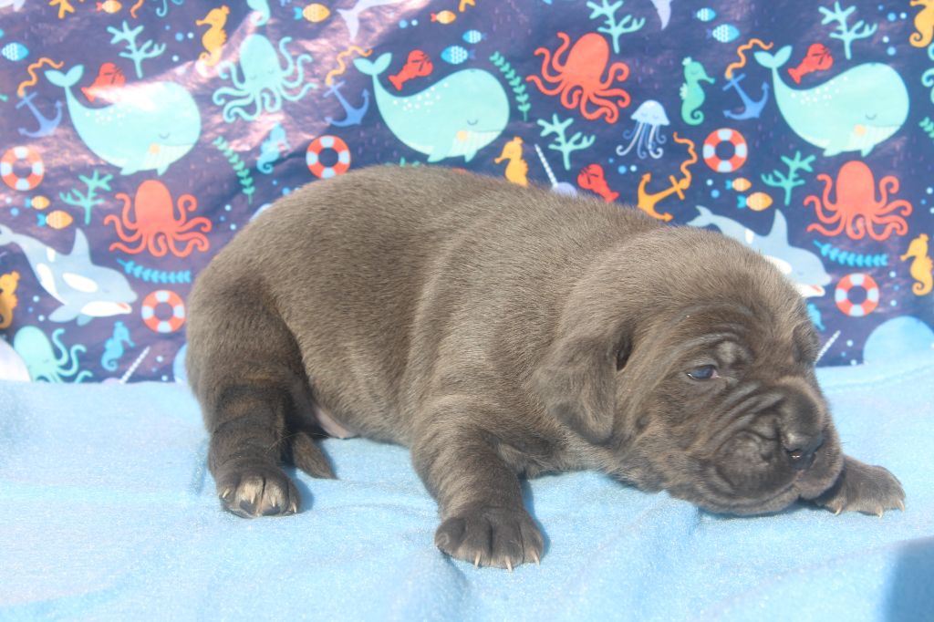 of caniland's dream - Chiots disponibles - Cane Corso