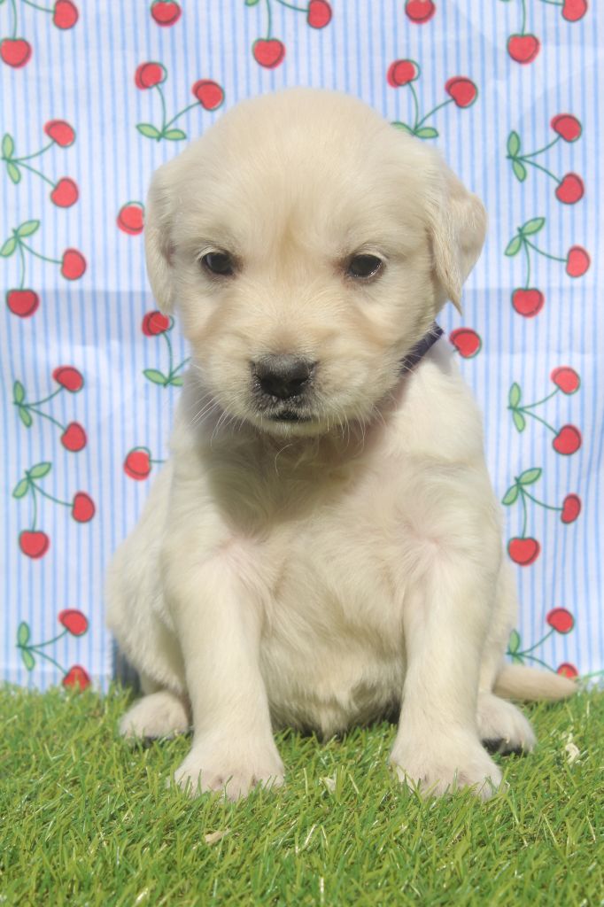 of caniland's dream - Chiots disponibles - Golden Retriever