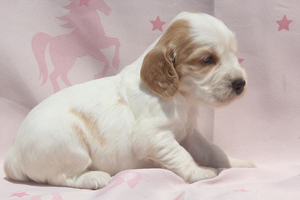 of caniland's dream - Chiots disponibles - Cocker Spaniel Anglais