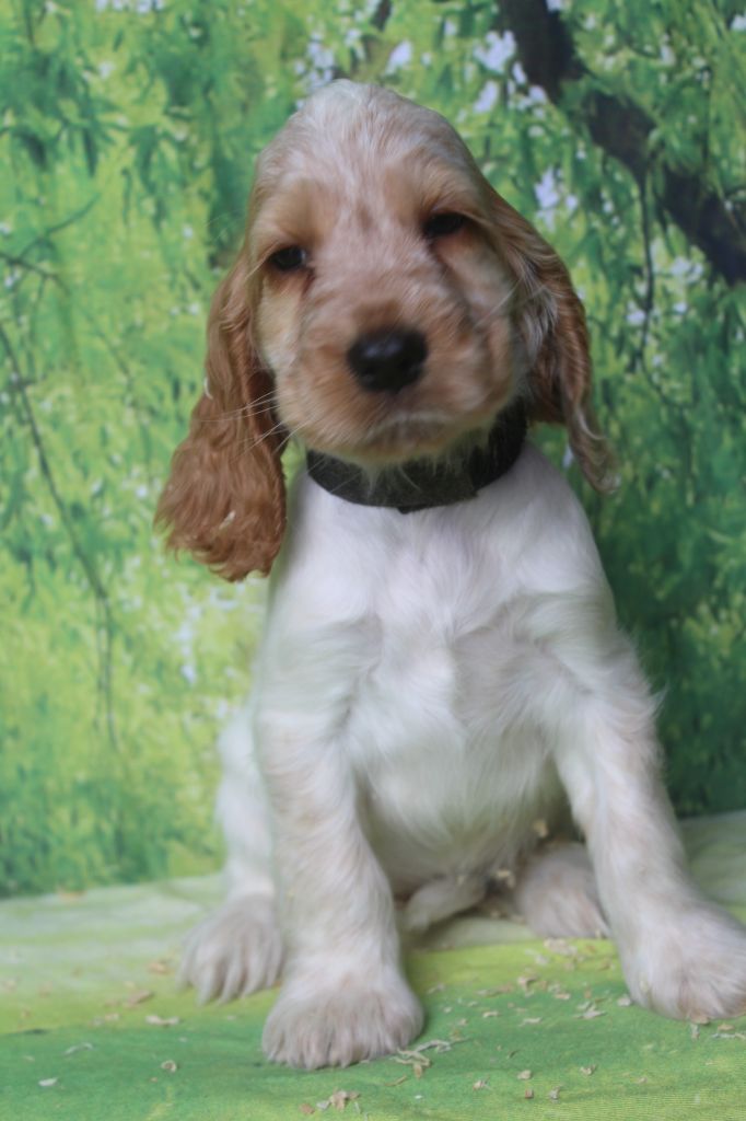 of caniland's dream - Chiots disponibles - Cocker Spaniel Anglais