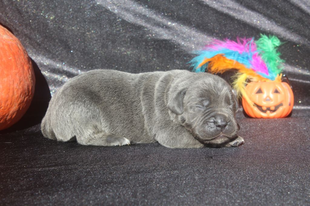 of caniland's dream - Chiots disponibles - Cane Corso