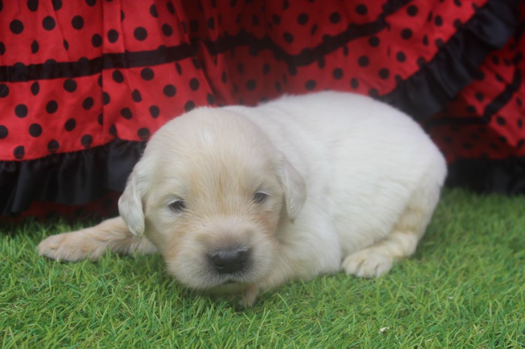 of caniland's dream - Chiots disponibles - Golden Retriever