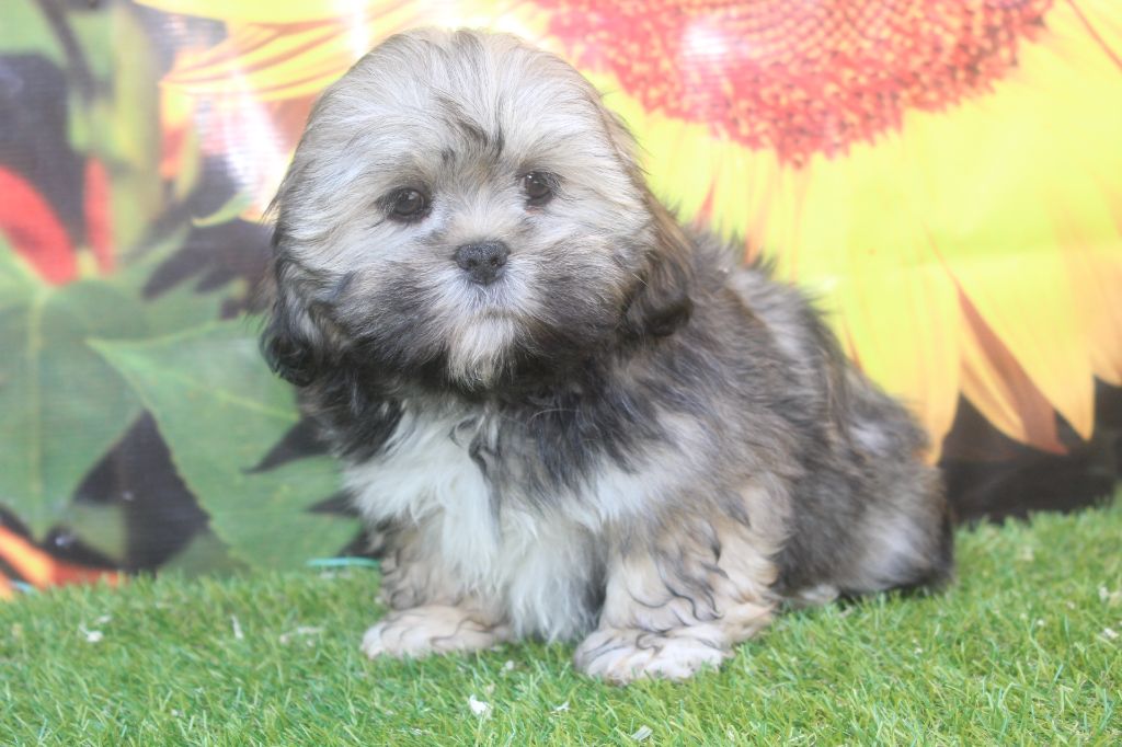 of caniland's dream - Chiots disponibles - Lhassa Apso