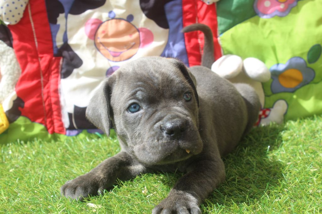 of caniland's dream - Chiots disponibles - Cane Corso