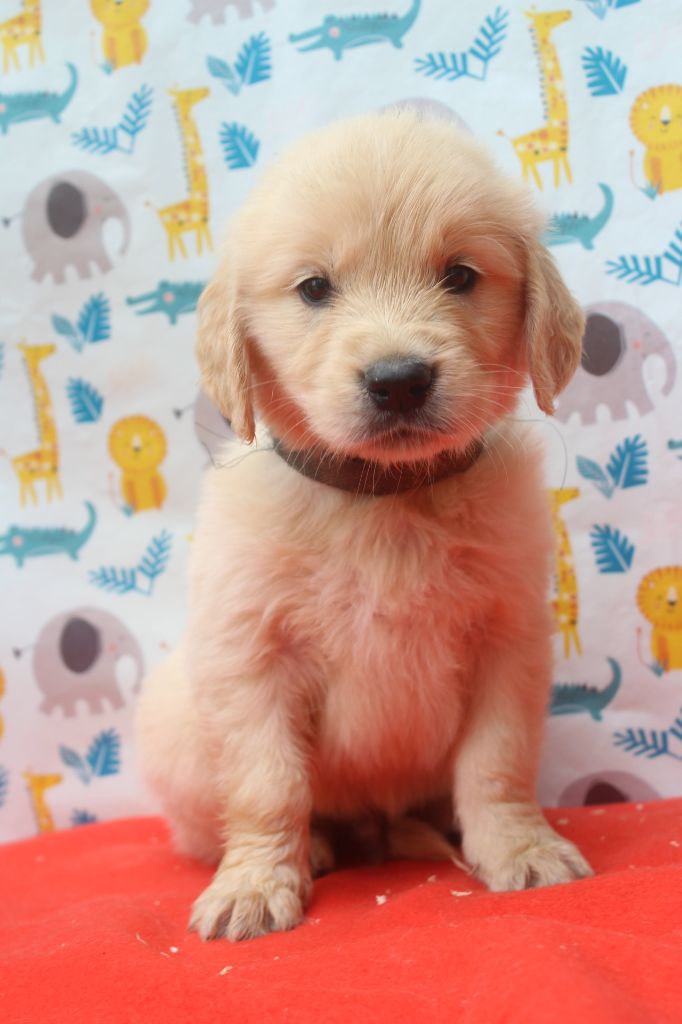 of caniland's dream - Chiots disponibles - Golden Retriever