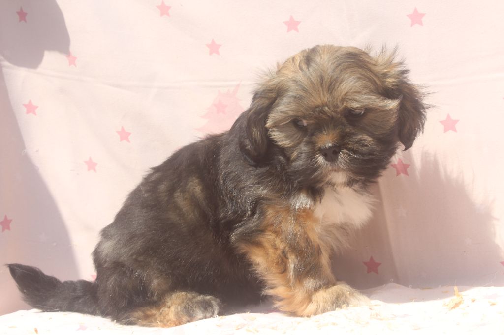 of caniland's dream - Chiots disponibles - Lhassa Apso