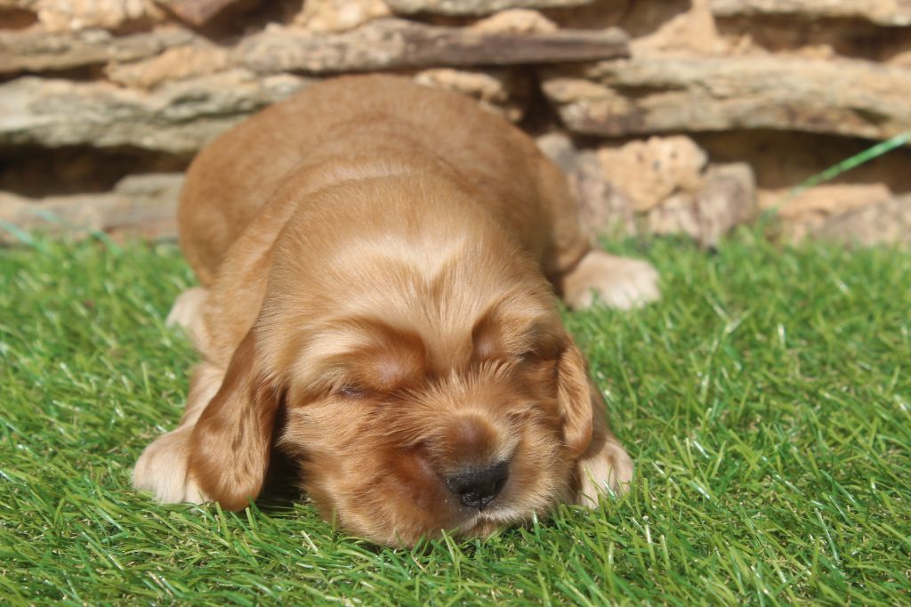 of caniland's dream - Chiots disponibles - Cocker Spaniel Anglais