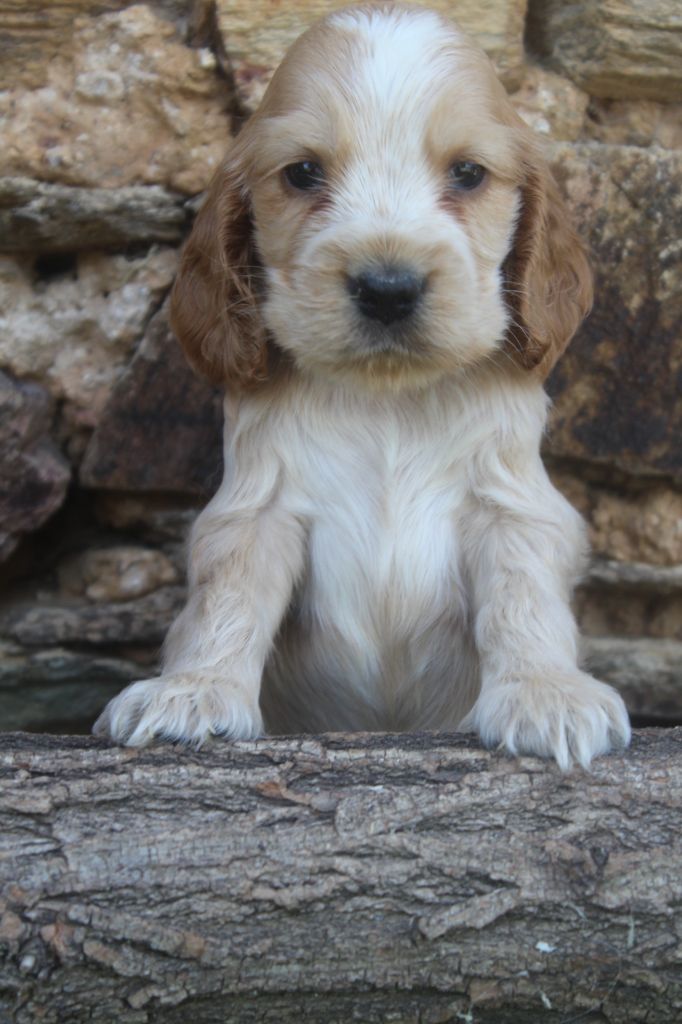 of caniland's dream - Chiots disponibles - Cocker Spaniel Anglais